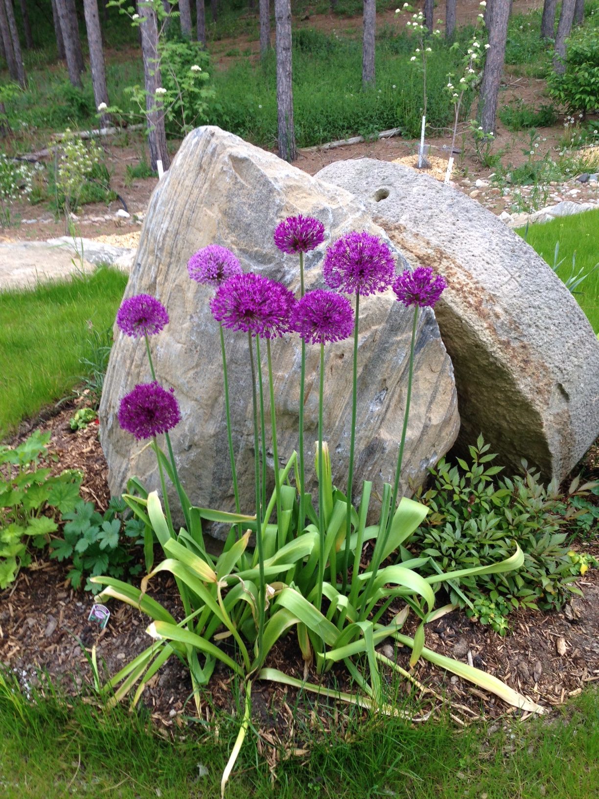 You are currently viewing Tulips and Daffodils are Almost Done… Now What Do I Do?