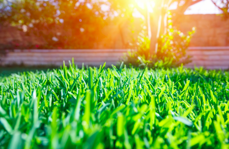You are currently viewing It’s Spring Tune-up Time For Your Lawn!