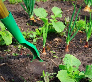 Extending Your Vegetable Gardening Season