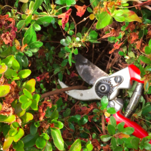 Choosing the Right Pruning Tool for the Job