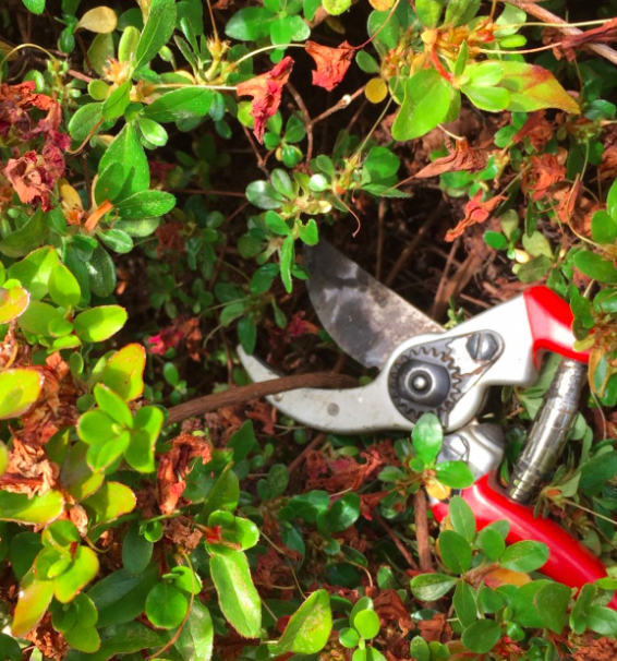 You are currently viewing Choosing the Right Pruning Tool for the Job