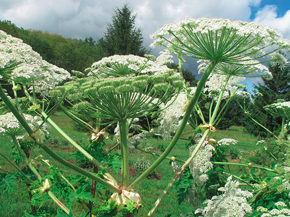 You are currently viewing Garden Pests: WEEDS