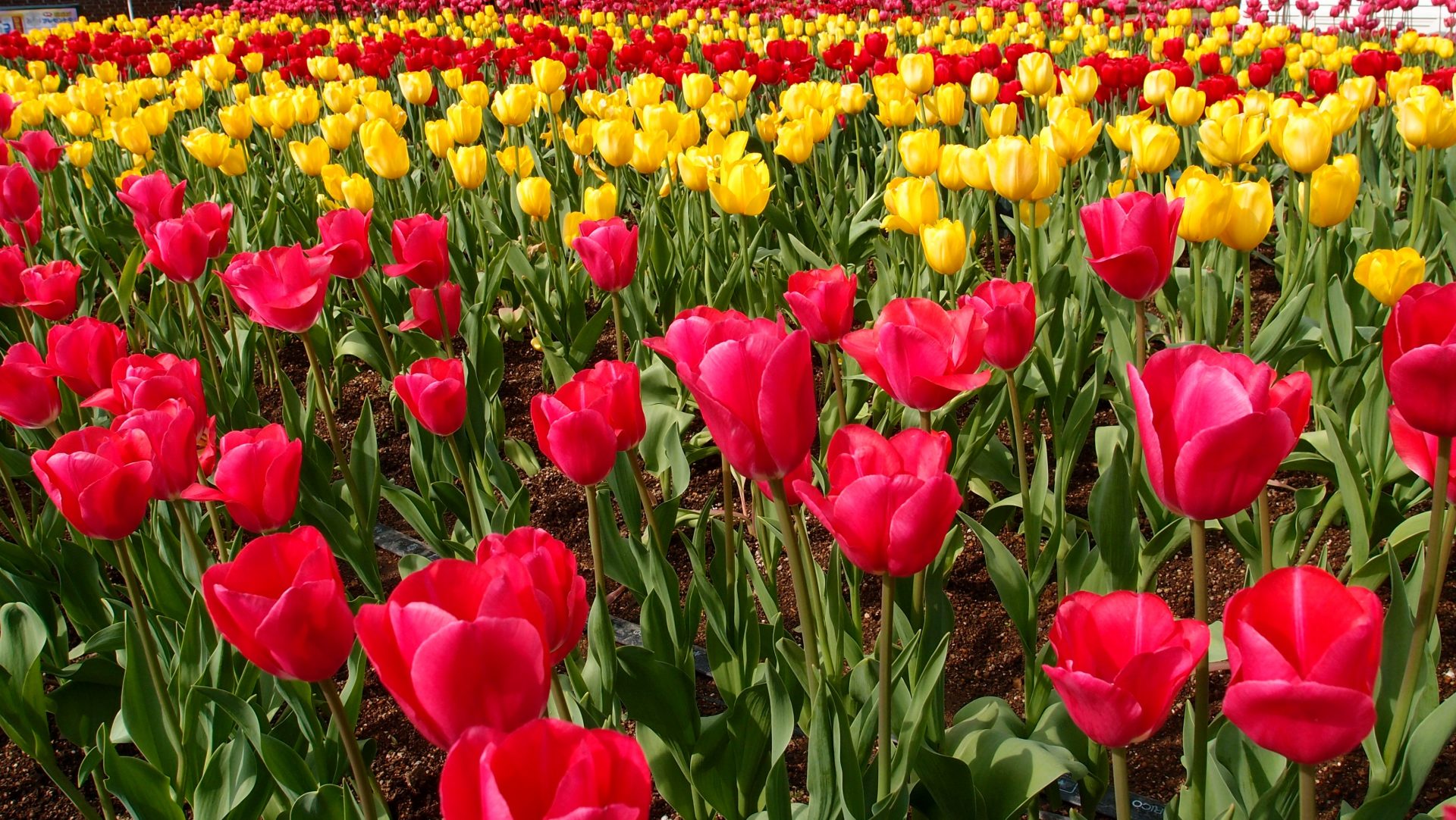 You are currently viewing Fine Tuning Your Tulips!