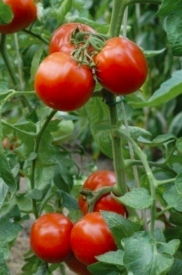 You are currently viewing Tomato Talk