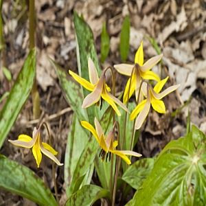 Get Your Garden Ready!