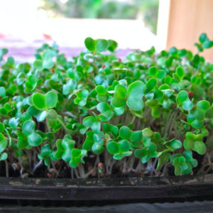 How to Grow Your Own Microgreens
