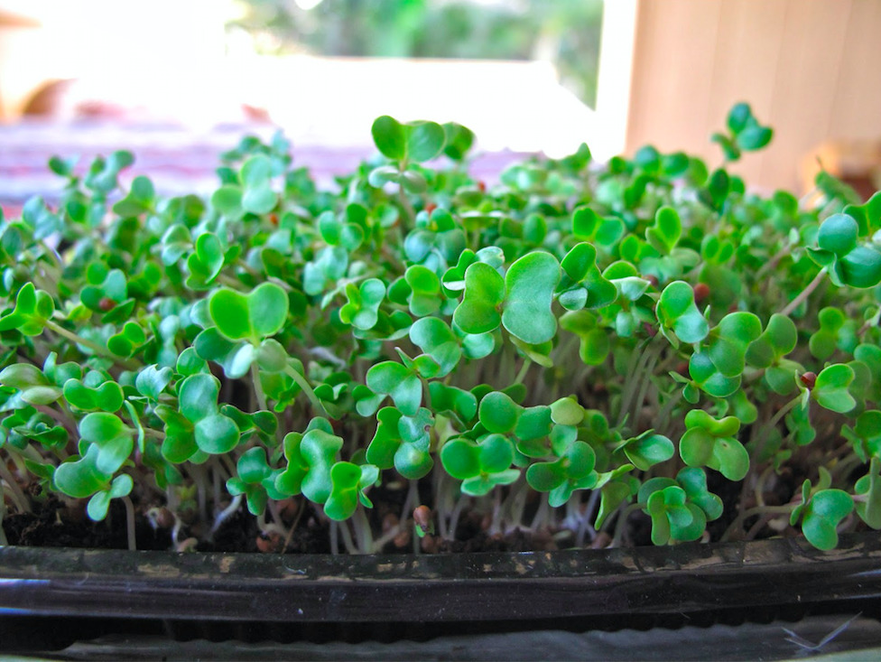 You are currently viewing How to Grow Your Own Microgreens