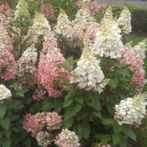 Spring Pruning for Hydrangeas