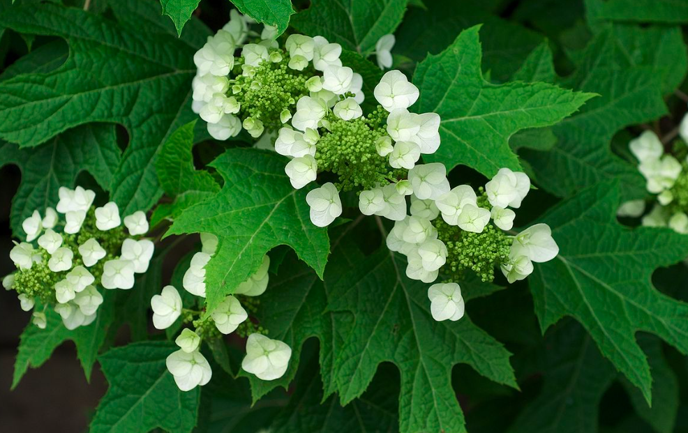 You are currently viewing Hydrangeas: To Prune or Not to Prune?