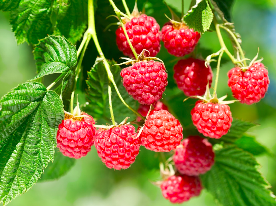 You are currently viewing How Do You Like Those Raspberries?