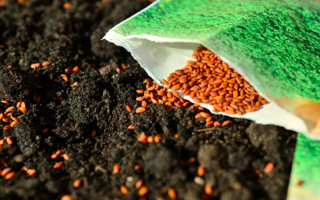 You are currently viewing An Introduction to Seed Saving