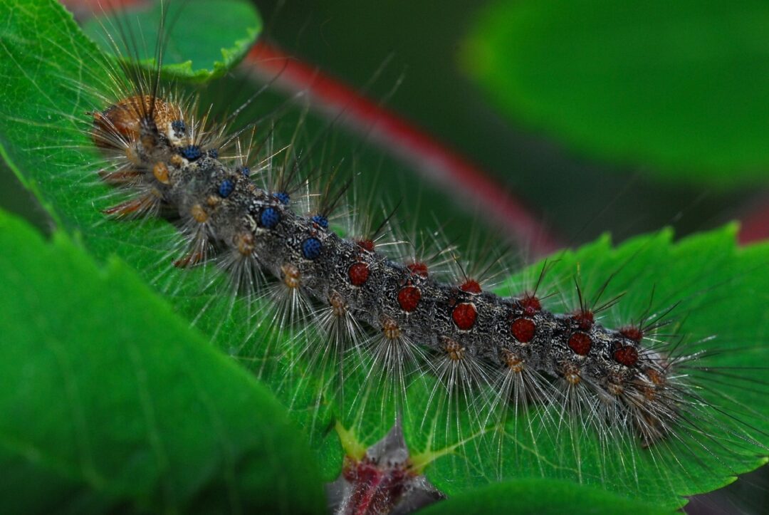 Gypsy Moths Simcoe County Master Gardener