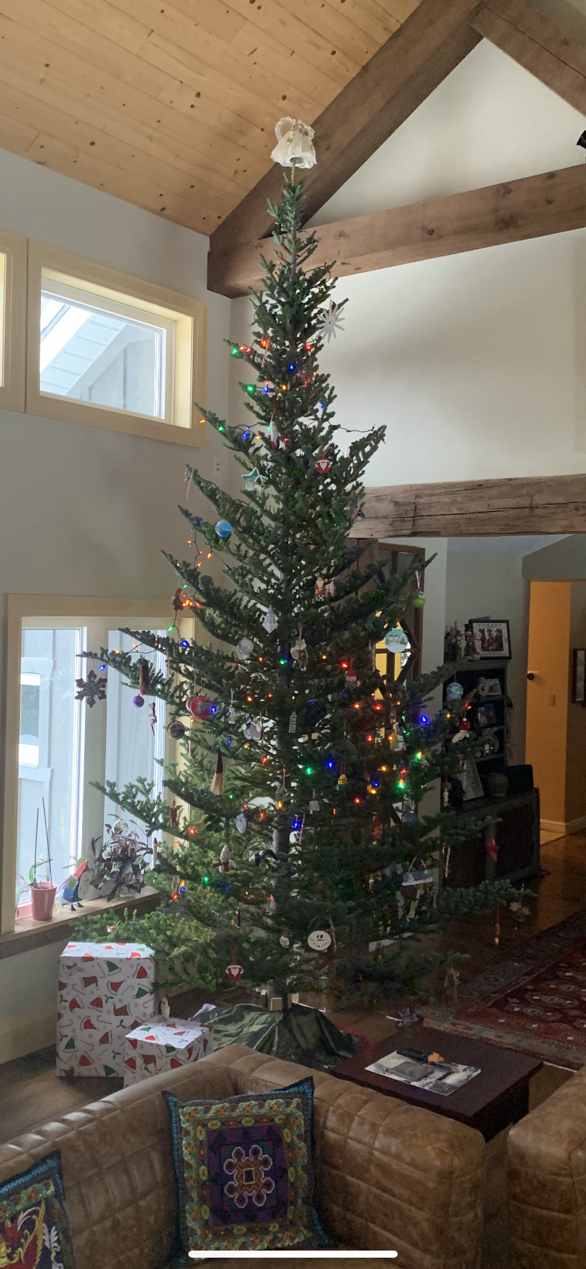 You are currently viewing Caring For Your Live Christmas Tree