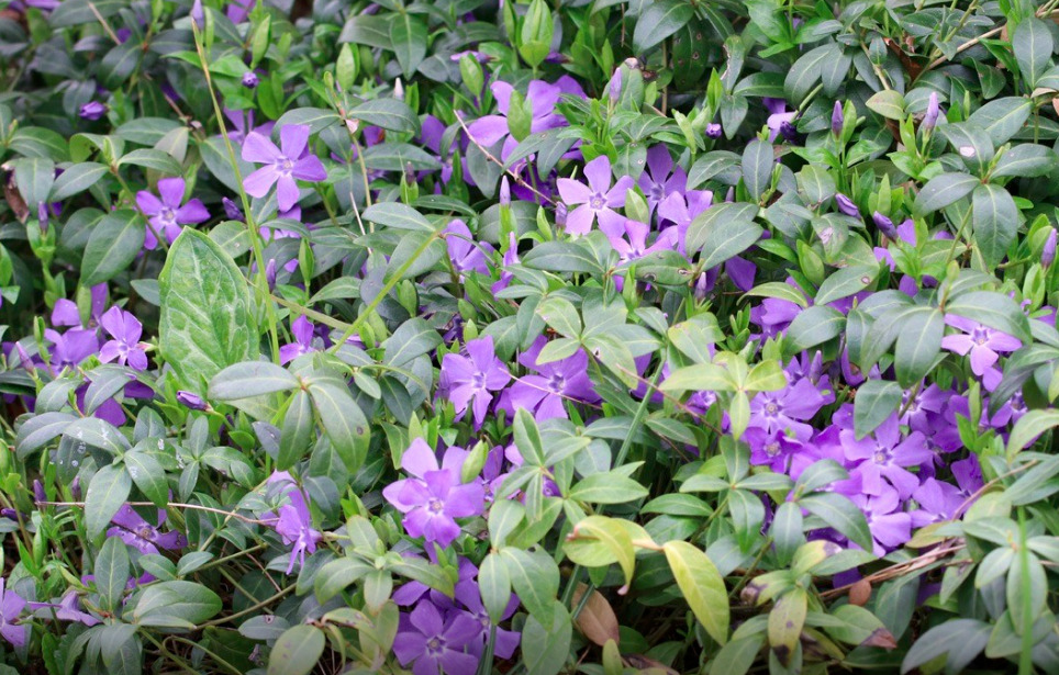 You are currently viewing Curbing Invasive Species