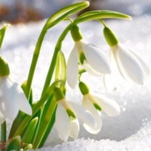 March Garden Chores