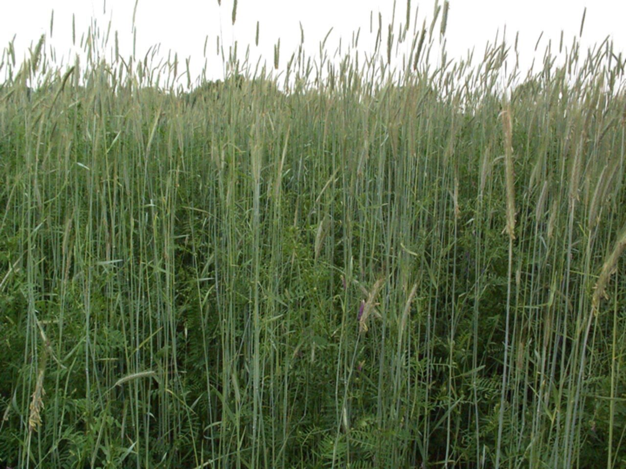 You are currently viewing What is All the Fuss About Cover Crops?