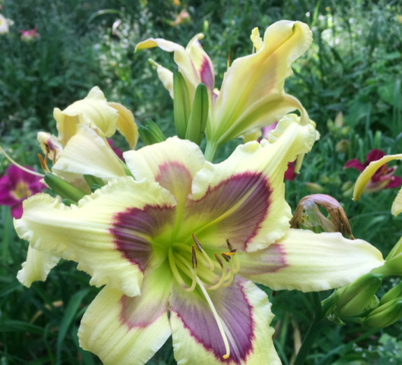 You are currently viewing Daylilies