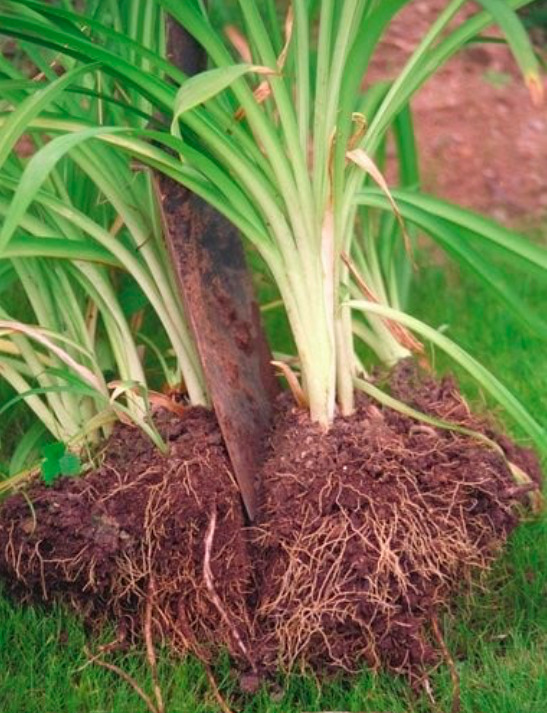 You are currently viewing Dividing Perennials