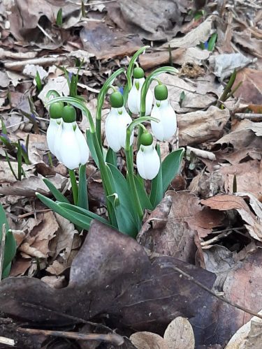 It’s NOT Just a Snowdrop!
