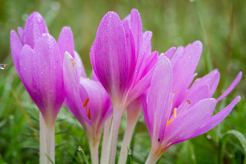 You are currently viewing Autumn Crocus