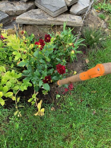 “Annuals” You Can Overwinter!