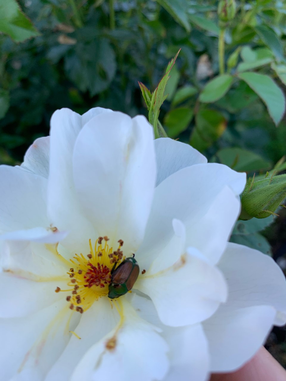 You are currently viewing The Fight Against Japanese Beetles