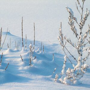 Getting Your Garden Ready for Winter