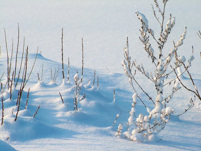 Getting Your Garden Ready for Winter