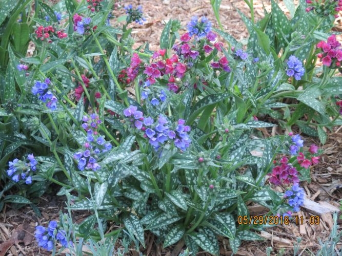 Rethinking Gardening in the Shade