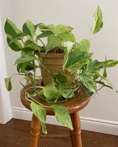 Read more about the article For the Love of Houseplants