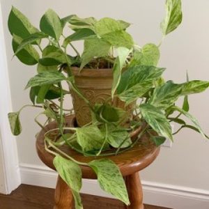 For the Love of Houseplants