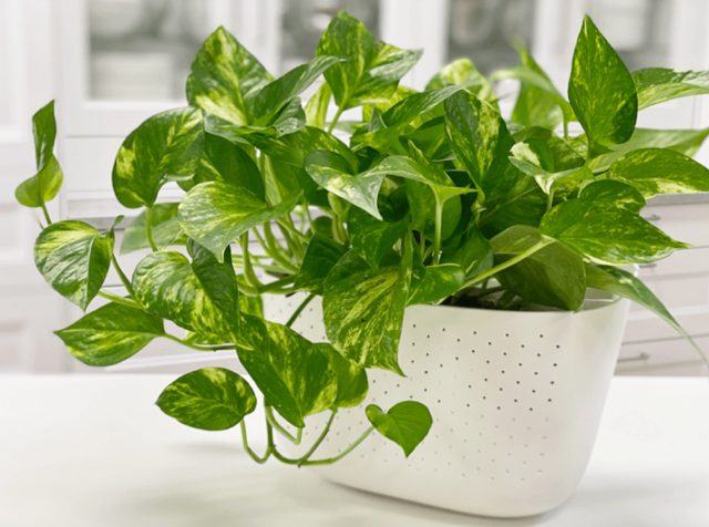You are currently viewing Pothos: My Favourite Houseplant