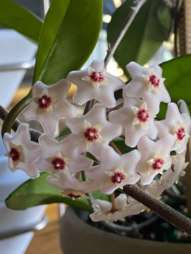 Hooray! My Hoya has Flowered!