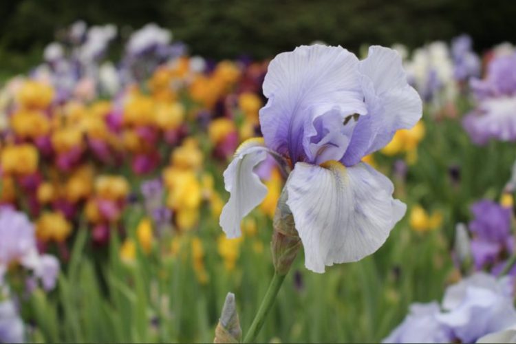 Laking Garden, RBG, Burlington