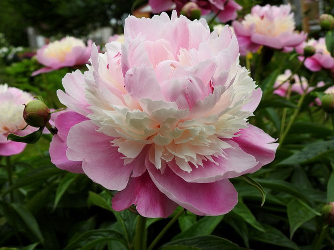 The Oshawa Peony Garden