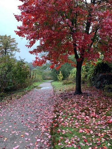 Arnold Arboretum Gardens