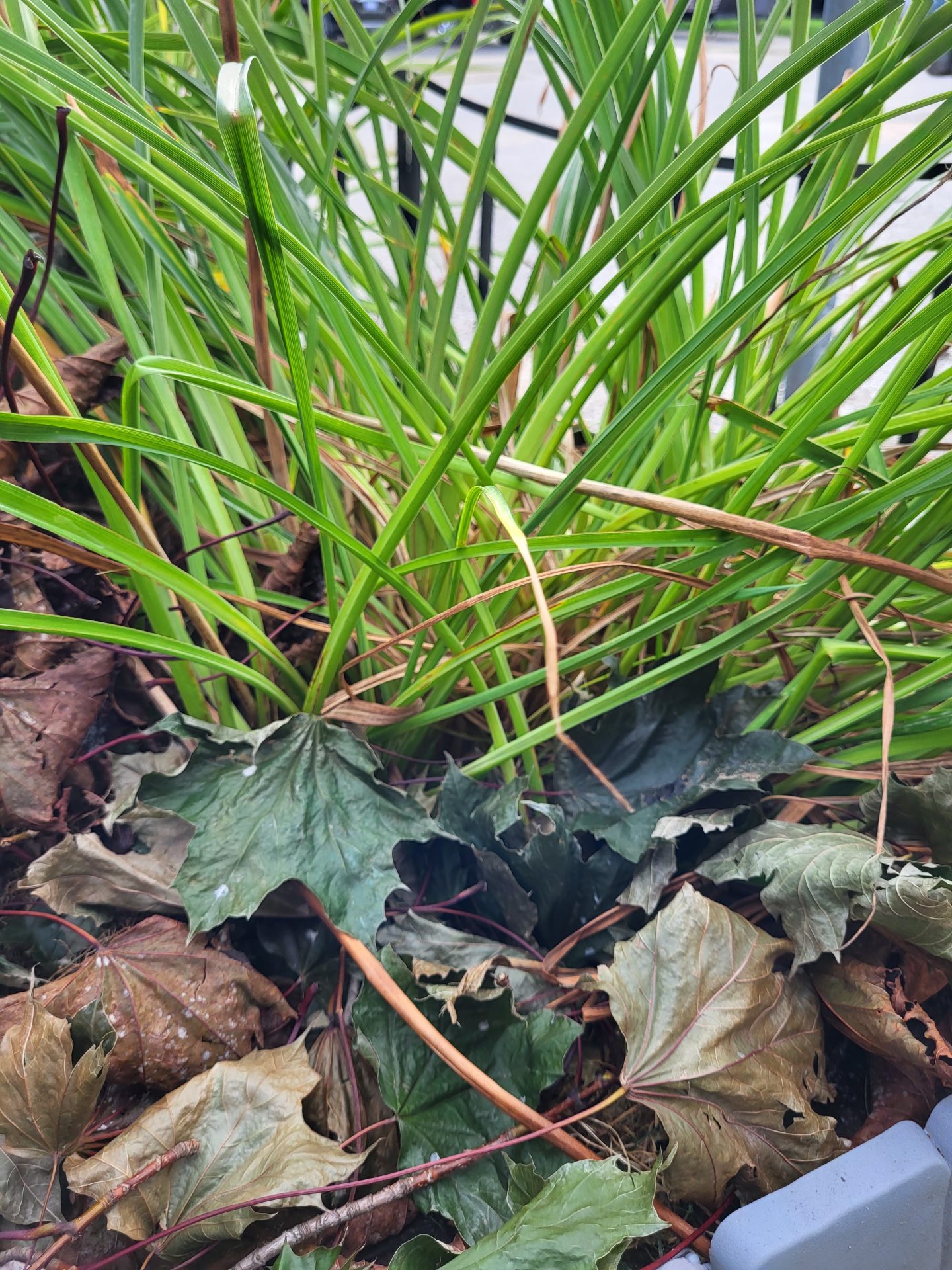 Fall Mulching Simcoe County Master Gardener
