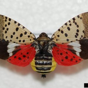 Invasive Species: the Spotted Lantern Fly