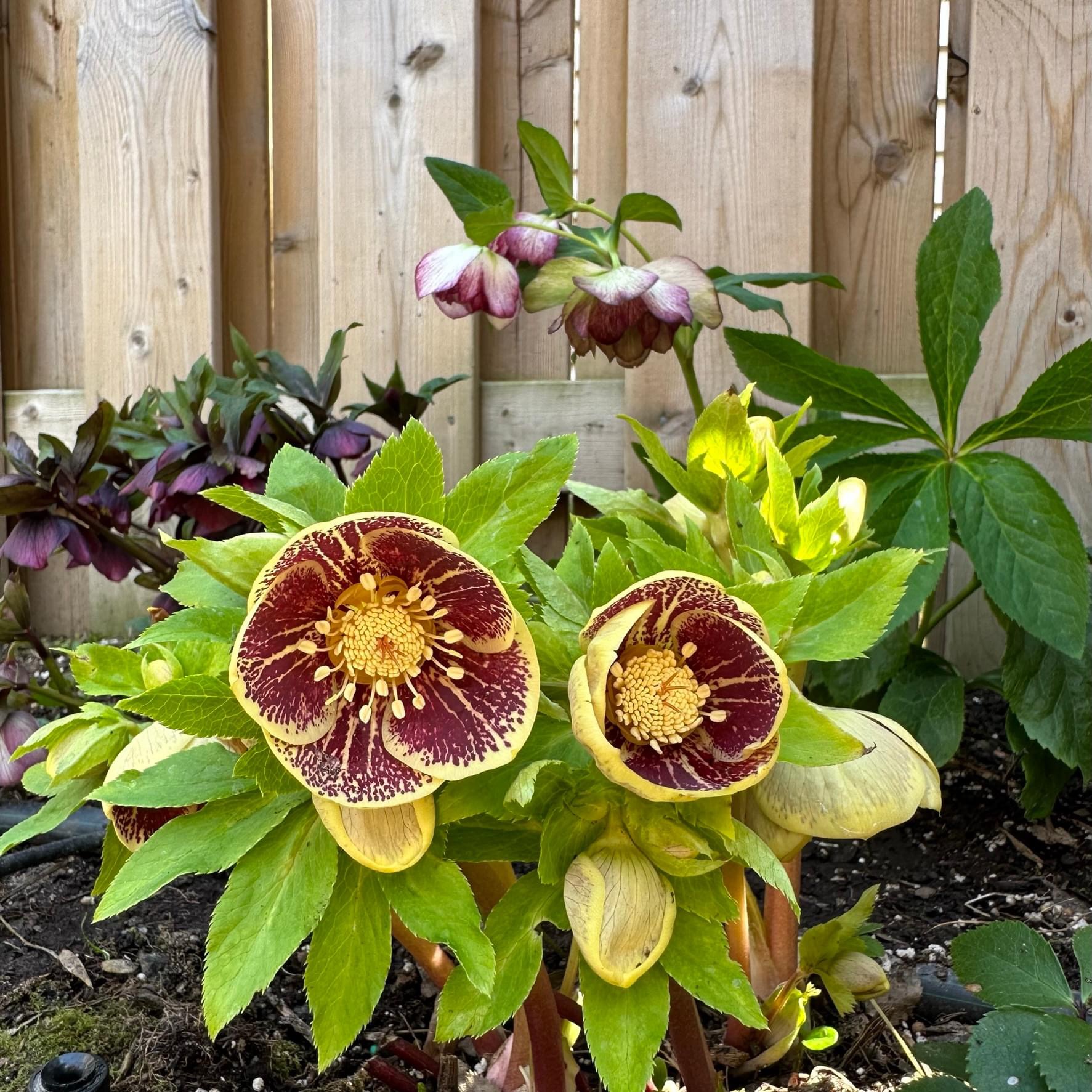 You are currently viewing Hellebores – Early Spring Beauties