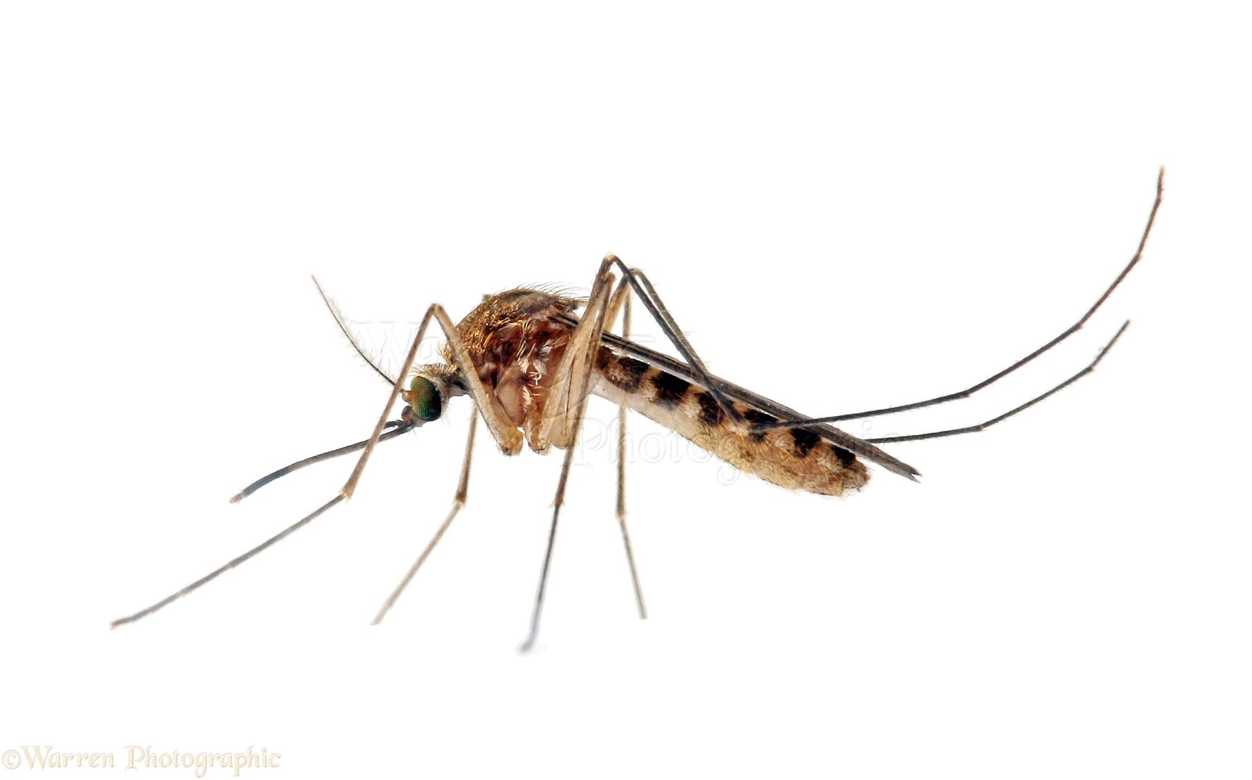 You are currently viewing Stop Growing Your Own Mosquitoes!