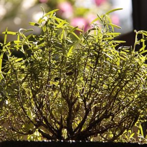 The Hidden Language of Flowers
