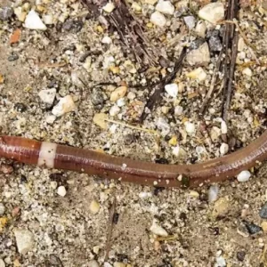 It’s a Can of Worms! Another Invasive Pest To Be On The Watch For
