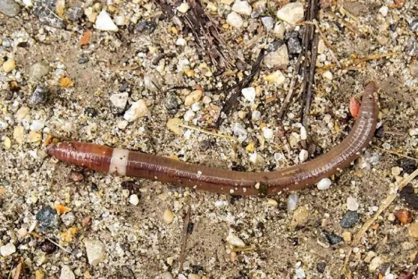 You are currently viewing It’s a Can of Worms! Another Invasive Pest To Be On The Watch For