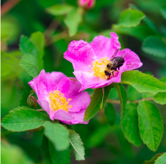 You are currently viewing Can I Have My Roses and Pollinators, Too?