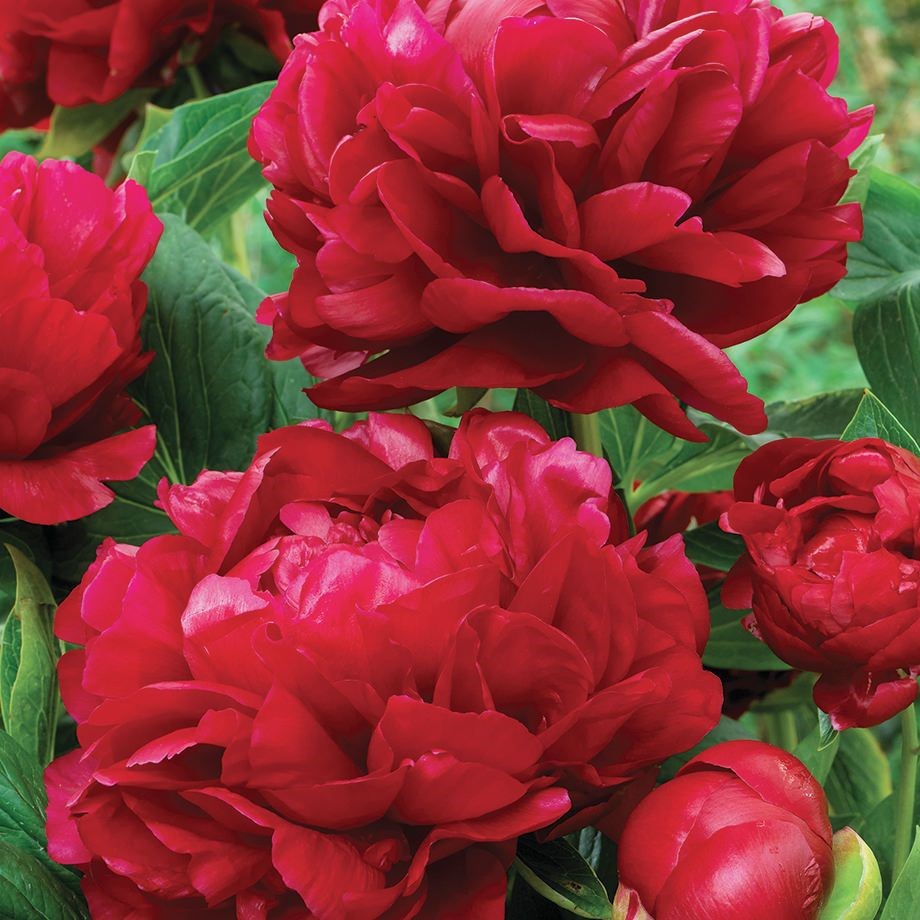 You are currently viewing Your Local Master Gardeners’ Favourite Plants