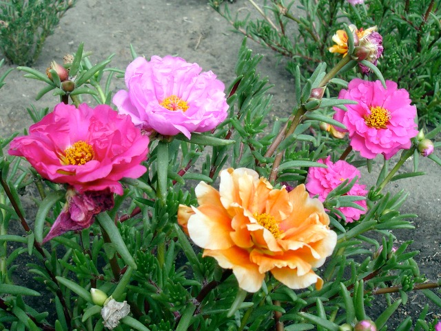 You are currently viewing Self-Seeding Annuals