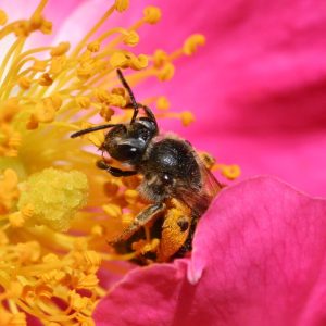 Pay Attention to Plant Sex!