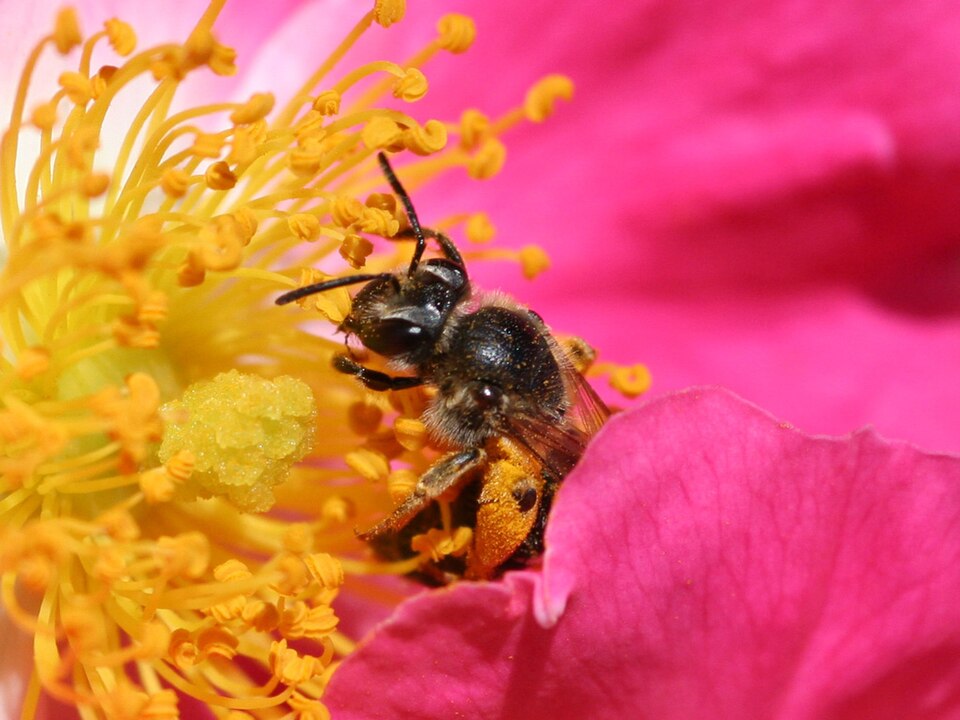 You are currently viewing Pay Attention to Plant Sex!