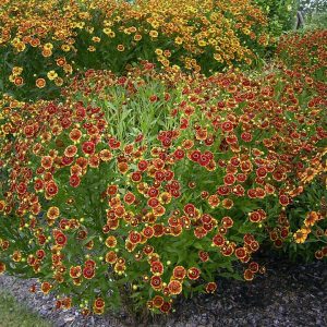 Beautiful Fall Bloomers