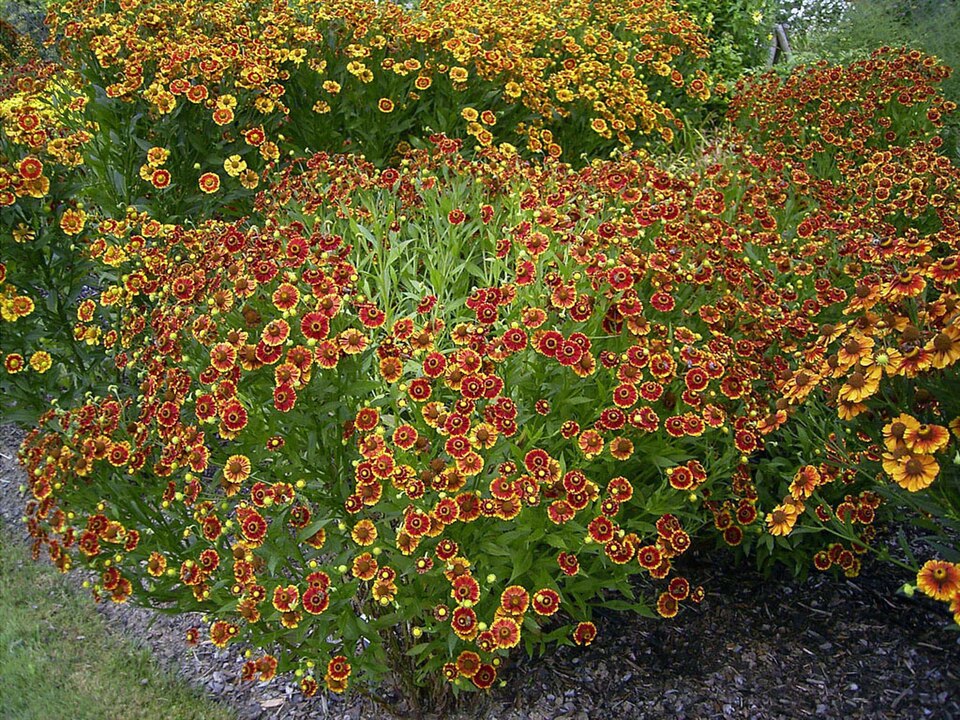 You are currently viewing Beautiful Fall Bloomers